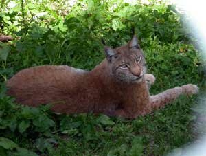 Le Zoo des Marécottes